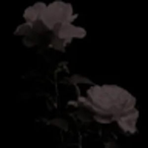 Meet your Posher, Noel